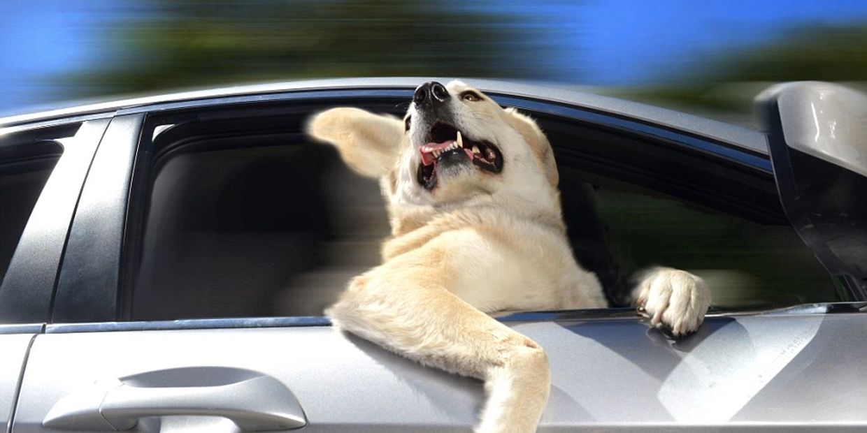 Pet Taxi Service Kloud 9 Dogz